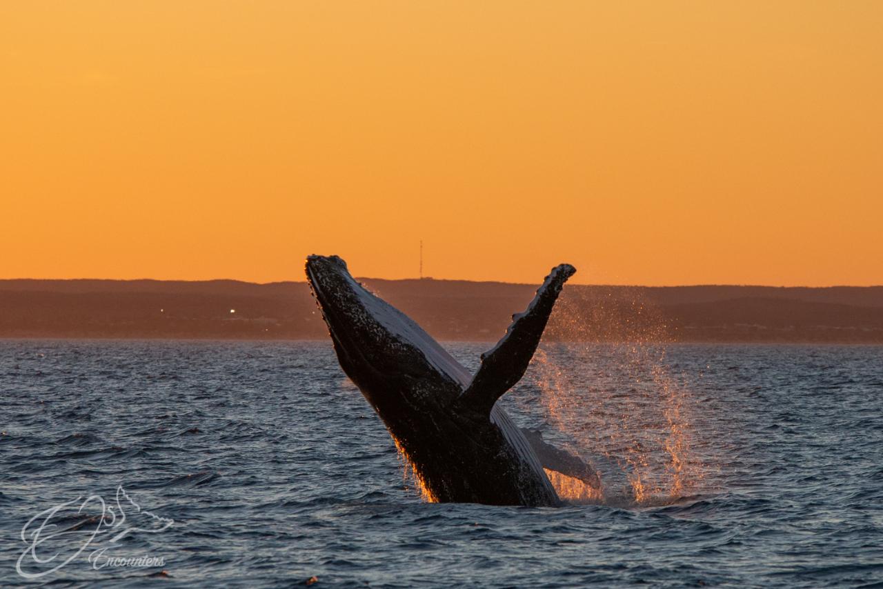 Tunesday with the whales