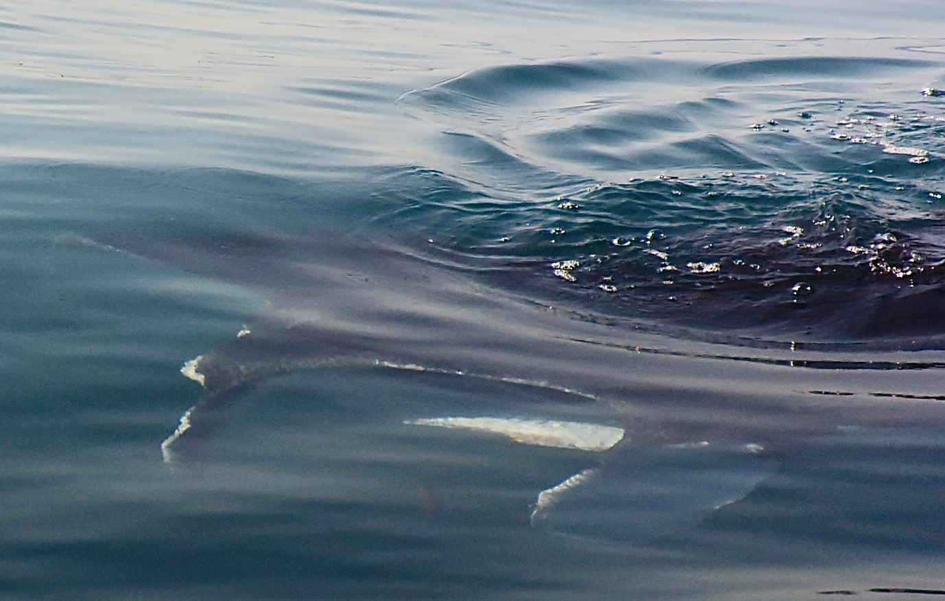 A day with the whale