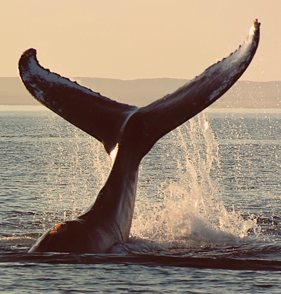 A day with the whale