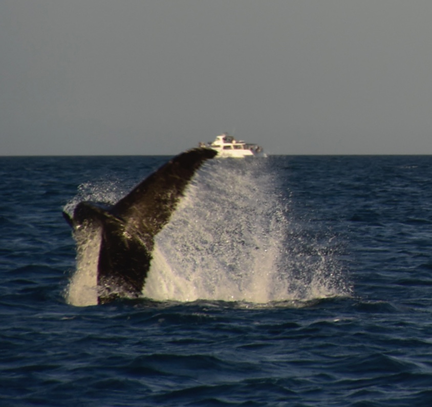 A day with the whale