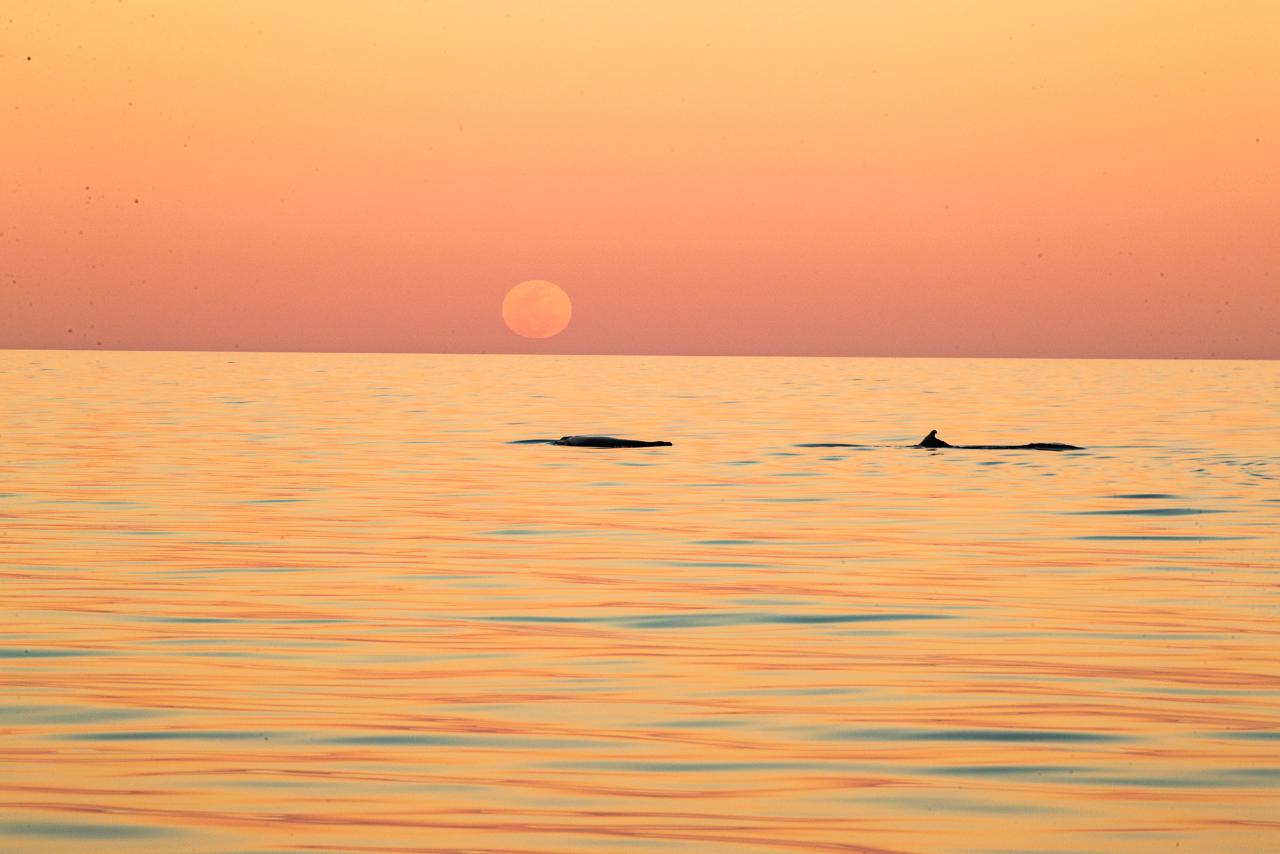 Sunsetwhalesail