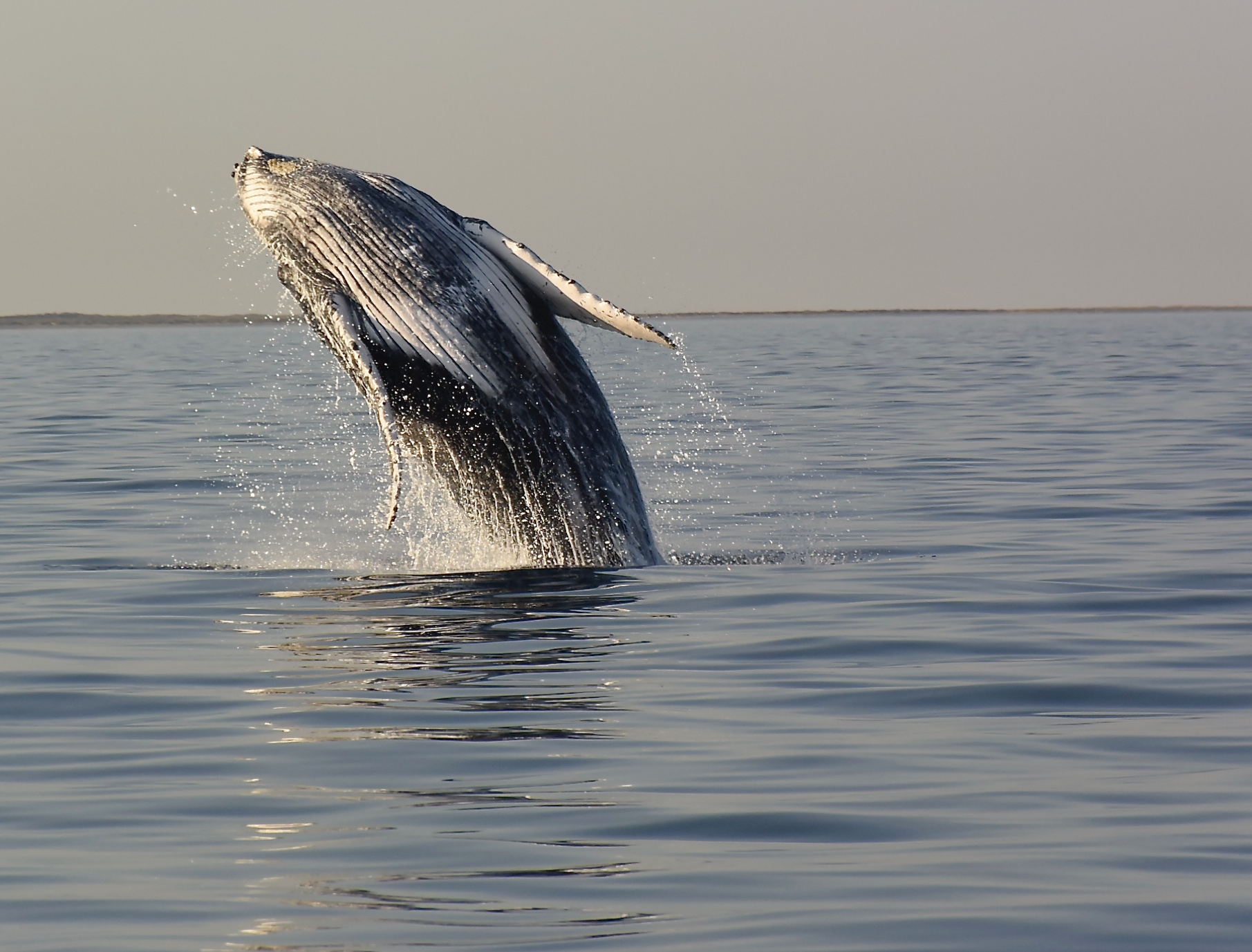 A day with the whale