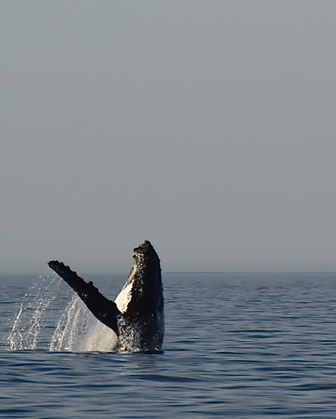 A day with the whale