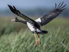 Northern Wildlife Air Safari (12 days) ex Gold Coast