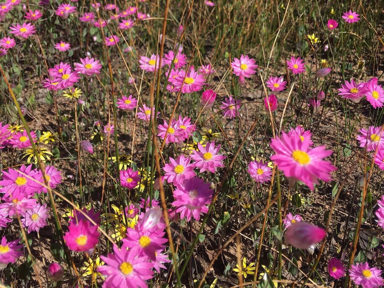 Wildflowers & Wilderness (15 days) ex Melbourne