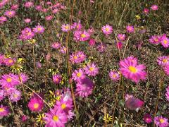 Wildflowers & Wilderness (15 days) ex Melbourne
