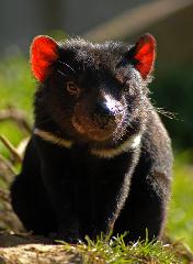 The Great Tasmanian Devil Adventure