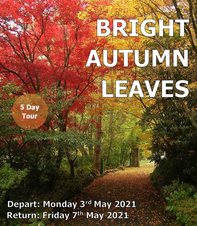 Bright Autumn Leaves