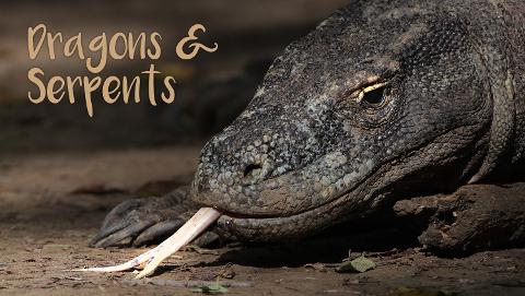 Dragons & Serpents