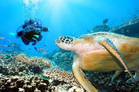 Double Dive Flinders Reef