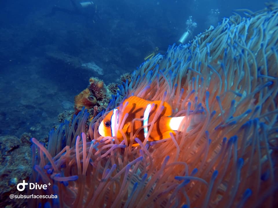 Scuba Diving Sunshine Coast Reefs - Double Dive