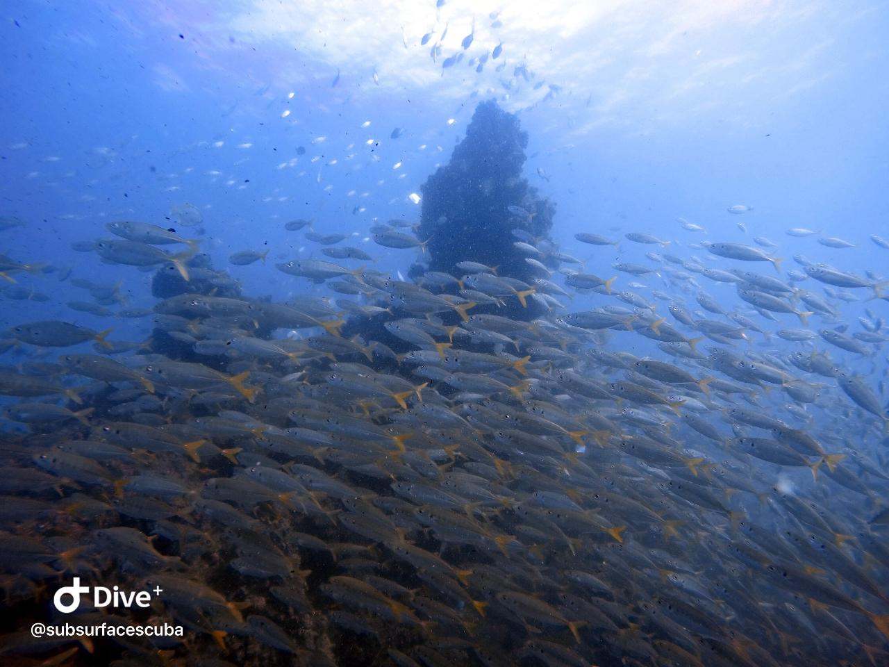 Scuba Diving Gold Coast - Scottish Prince 