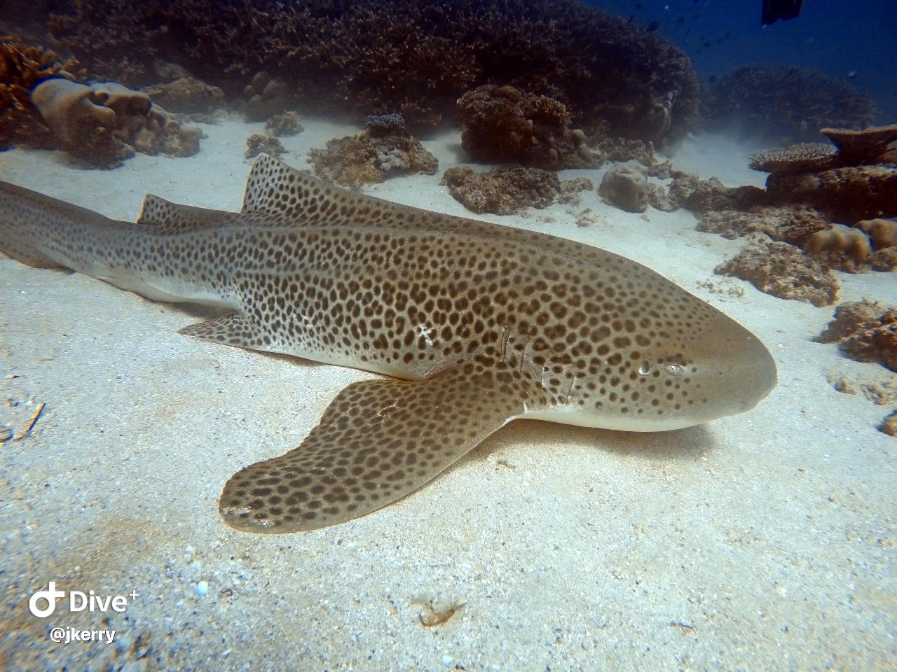 Reef & Wreck Double Dive - Gold Coast