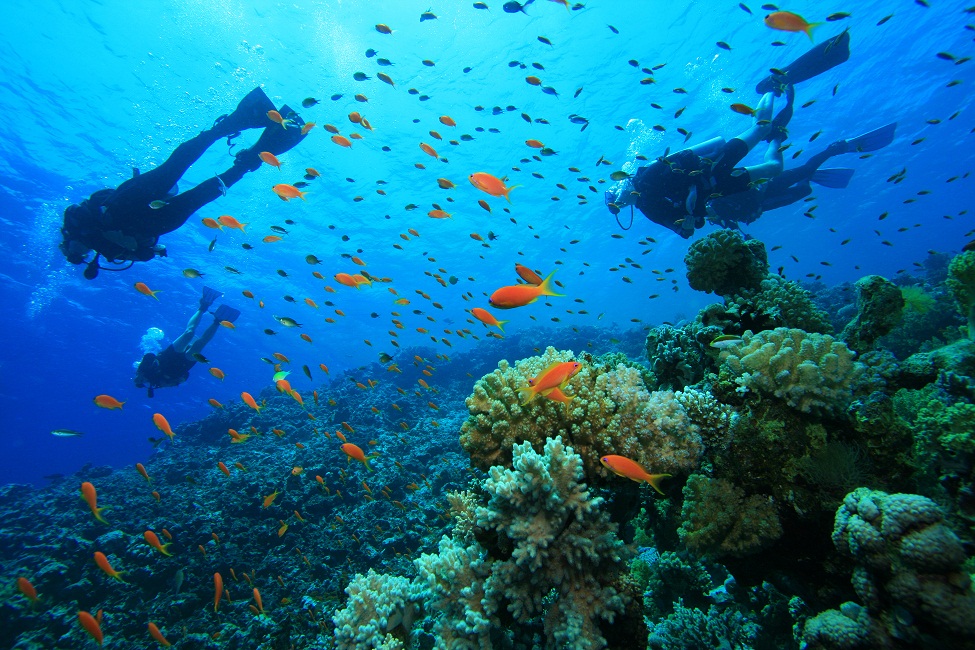 Double Dive Mudjimba Island