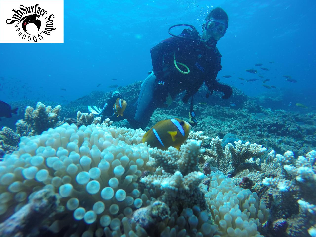 Reef Clean TeamDive Day non member