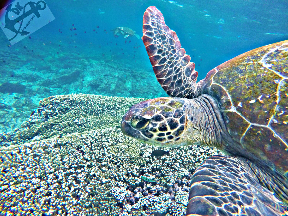Reef Clean Team Club Membership