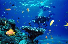 Discover Scuba Dive, Moreton Island Ship Wrecks