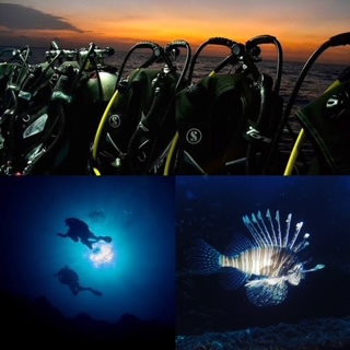 Night Dive Sunshine Coast Reefs, single dive