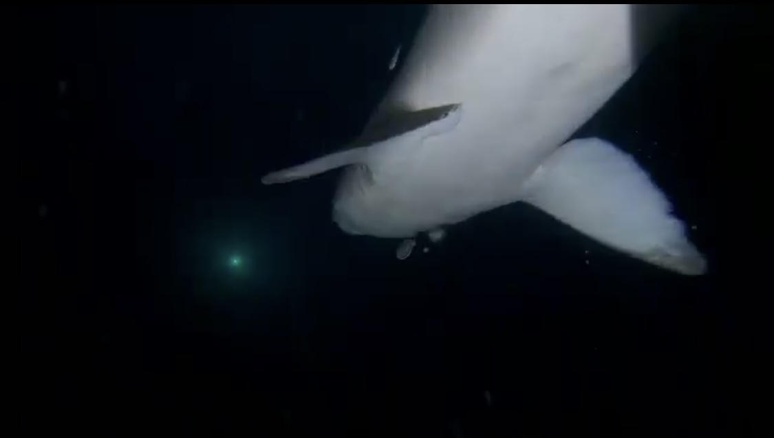 Night Dive Sunshine Coast Reefs, single dive