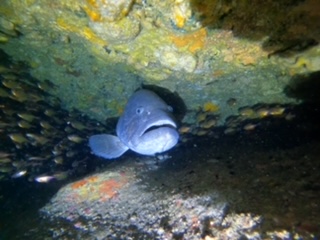 Night Dive Sunshine Coast Reefs, single dive