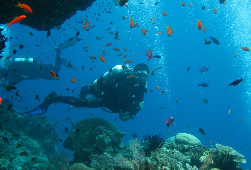 Noosa Scuba Diving Tour - Jew Shoal Double Dive