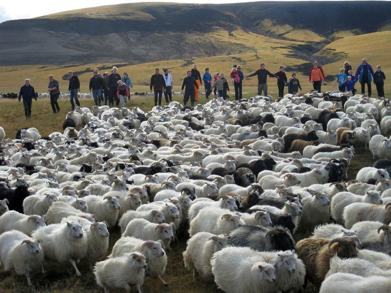 Sheep round up - Rangárvallaafrétt