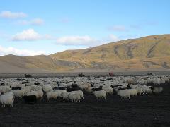 Sheep round up - Reykjarréttir