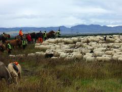 Sheep round up - Melrakkaslétta