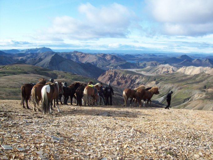 Sheep round up - Landmannaafréttur