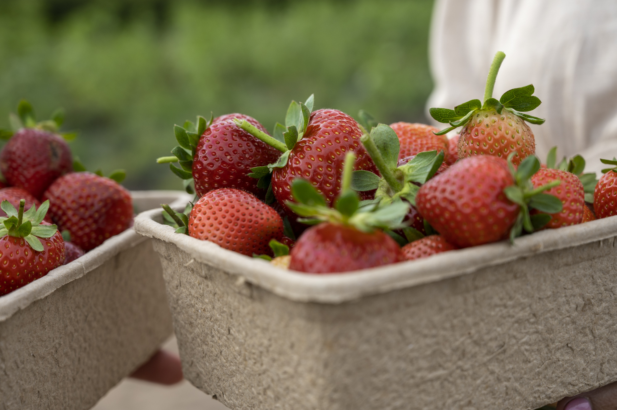 Victor Harbor Coastal Odyssey