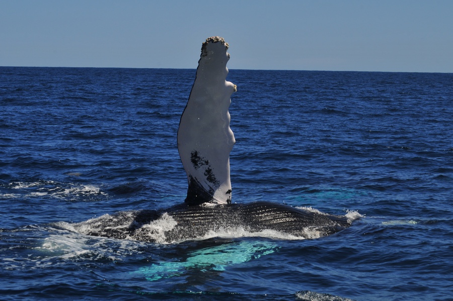 Whale Watching in Samana from Bayahibe