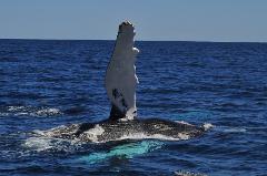 Whale Watching in Samana (17.01. - 28.03.)