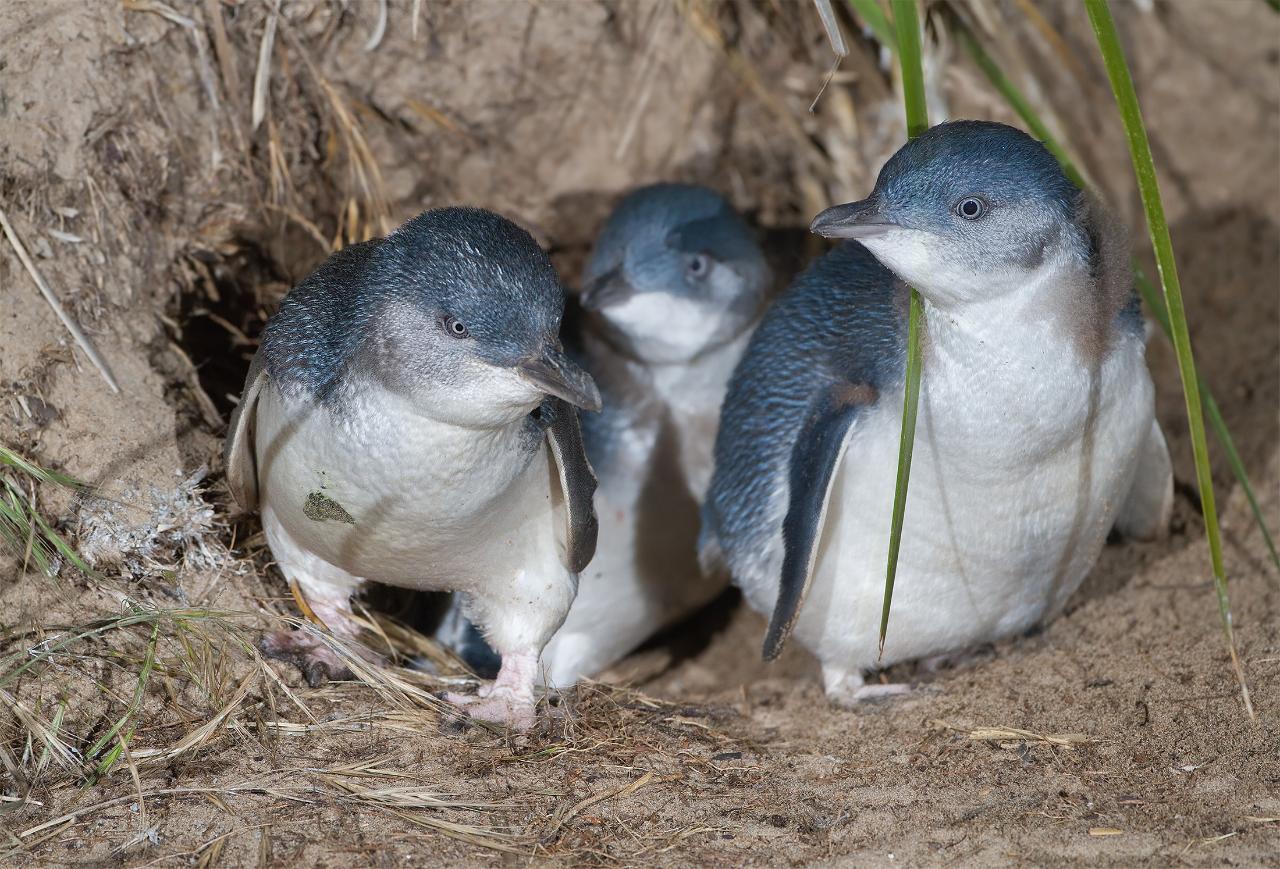 Guided Nature & Penguin Tour