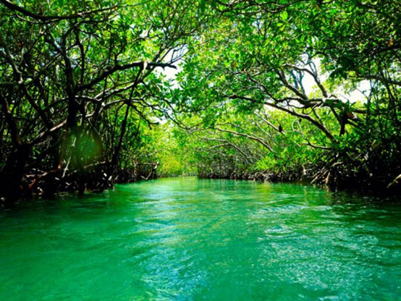 cartagena mangrove tour
