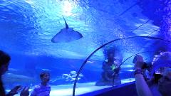 Antalya Aquarium Daily Tour from Side