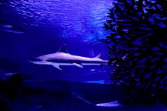 Antalya Aquarium Daily Tour from Kemer