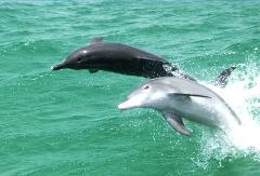 Spectator (meet the boat in Rockingham)