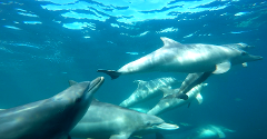 Swim with Wild Dolphins (meet at the boat in Rockingham) - 30% off Special