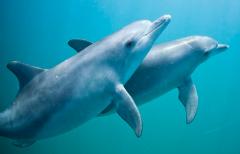 Swim with Wild Dolphins (meet the boat in Rockingham) - Valentines Special 