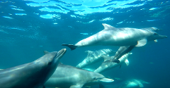 Swim with Wild Dolphins (meet the boat in Rockingham)