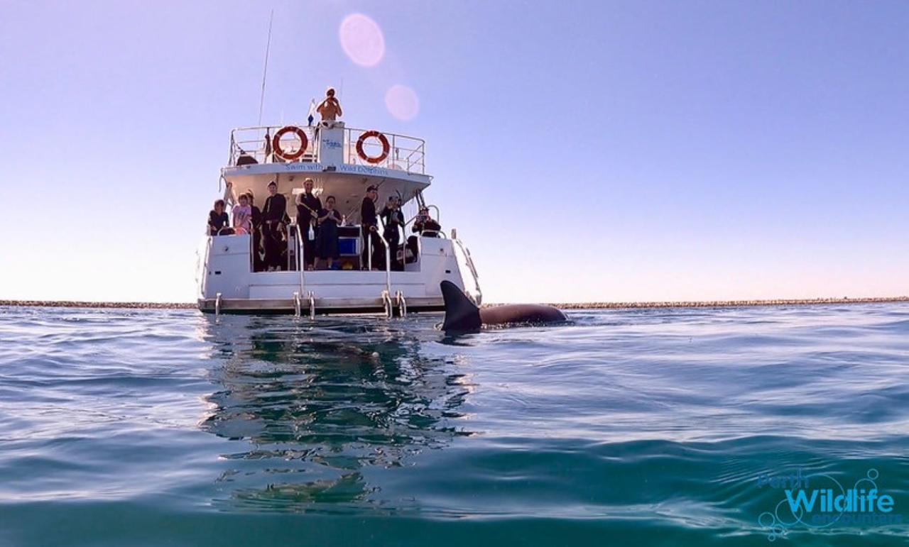 Swim with Wild Dolphins (including Return Transfers from Central Perth)