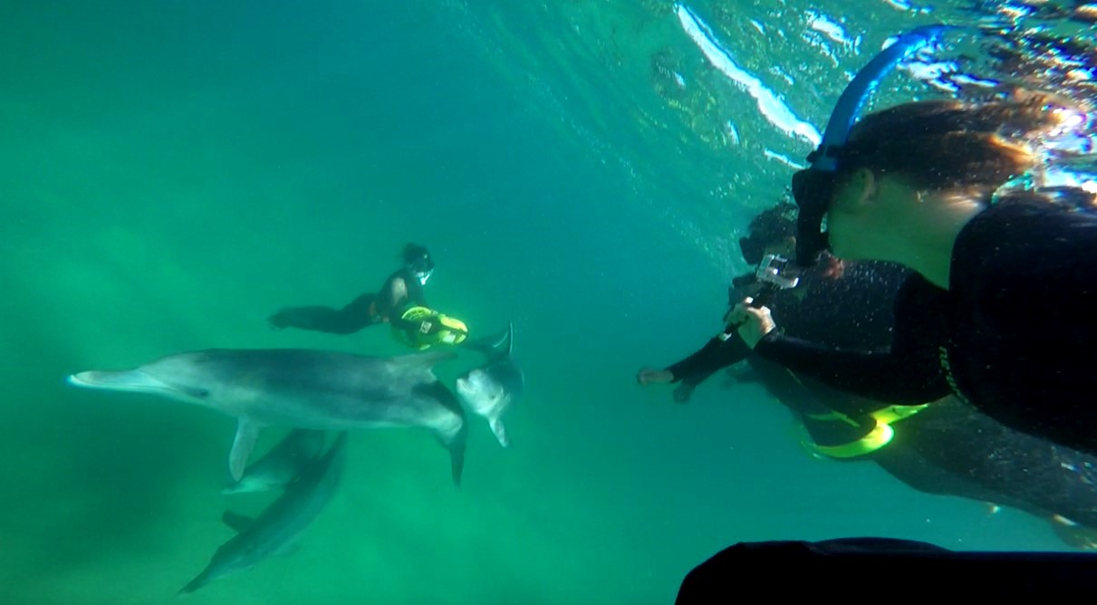 Swim with Wild Dolphins (including bus transfers from Central Perth) 