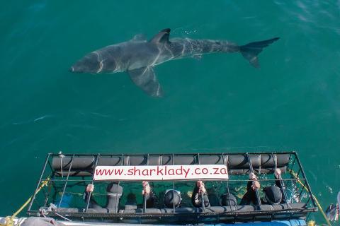 Shark Cage Diving