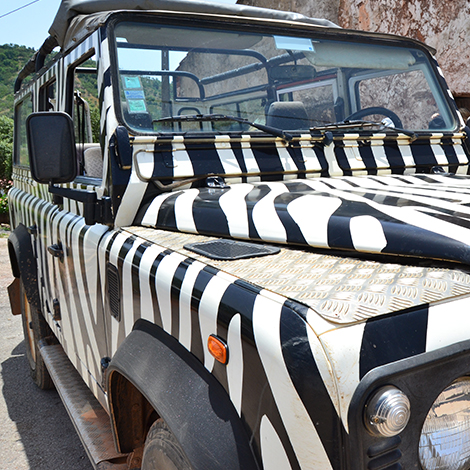 zebra jeep safari paphos