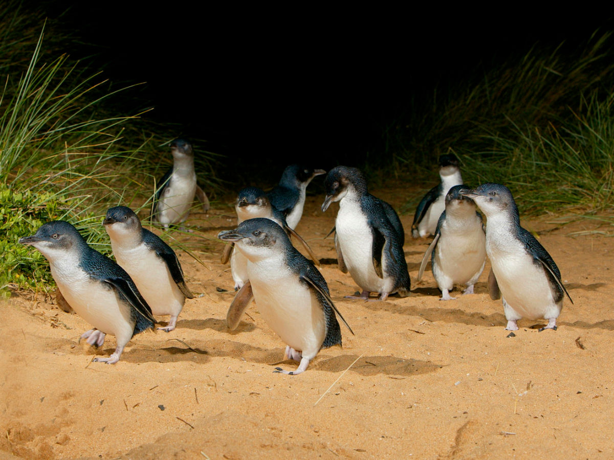 phillip island penguin tours from melbourne