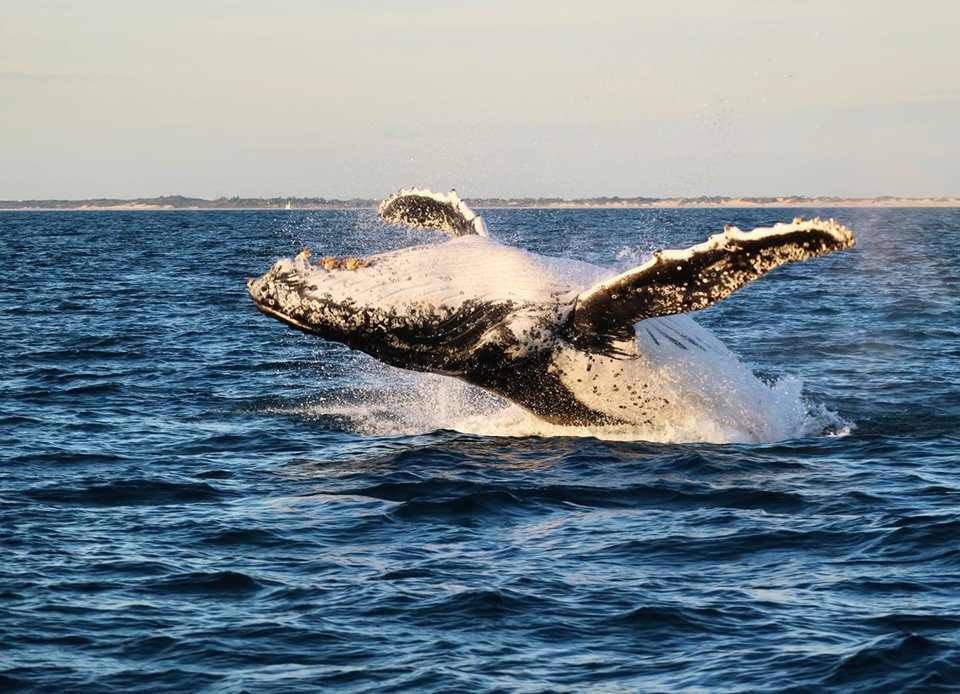 Whales & Dolphins: Broome's Ultimate Wildlife Cruise