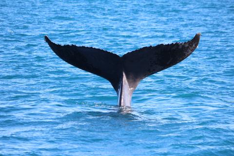 Morning Whale Watching Cruise