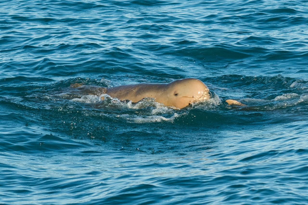 Exclusive Roebuck Bay Morning Snubfin Dolphin Cruise