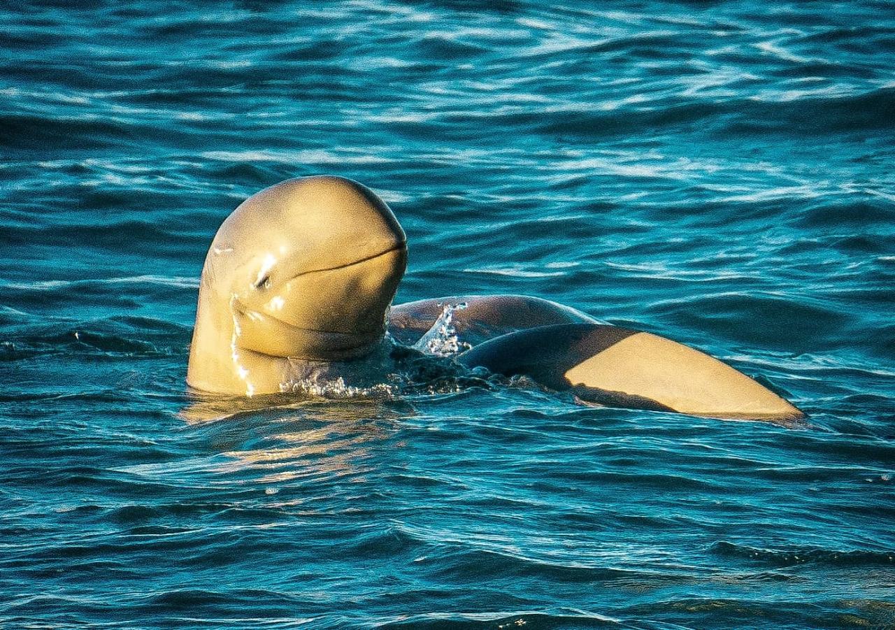 Roebuck Bay Morning Snubfin Dolphin Cruise