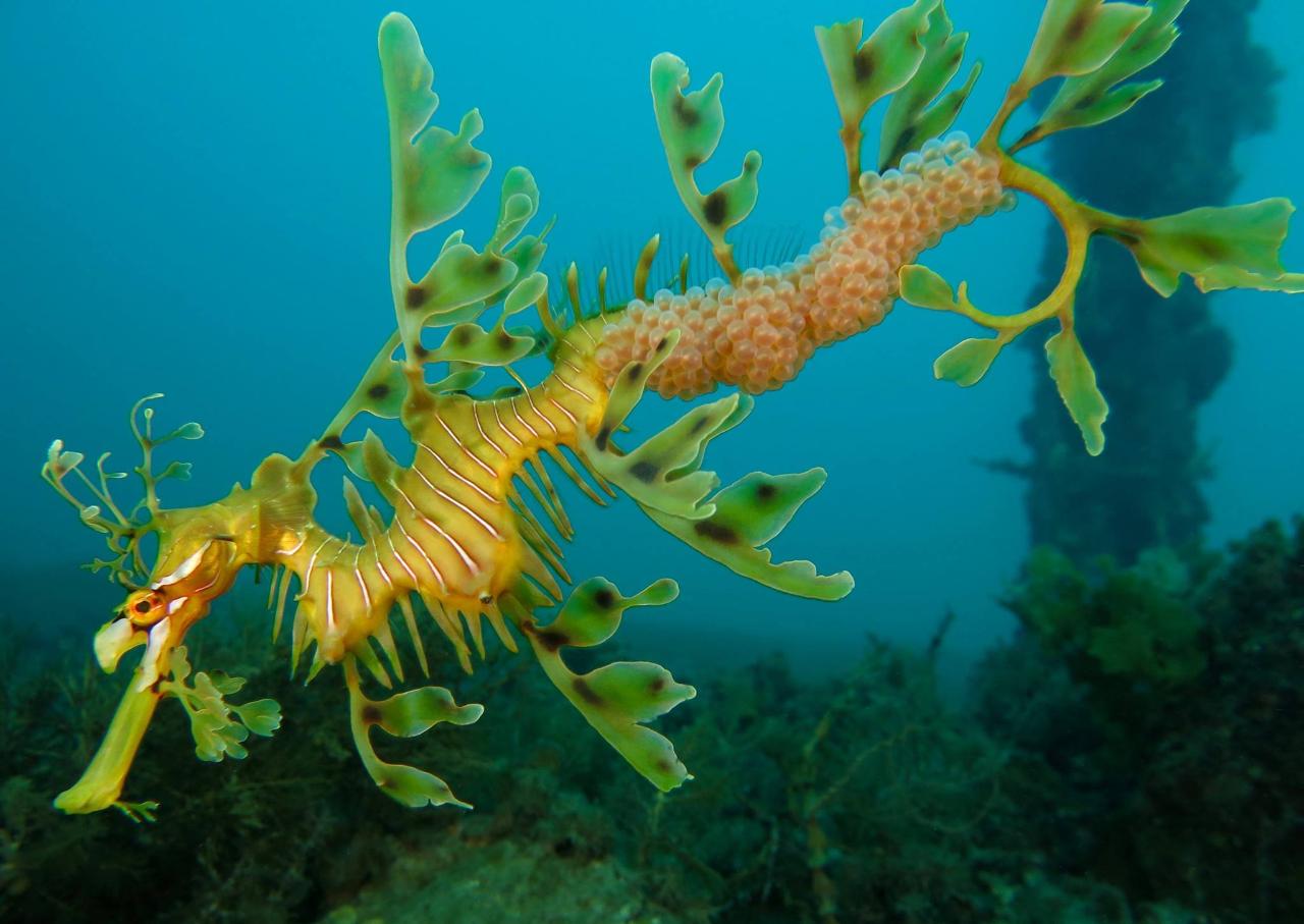 Private Leafy Seadragon SCUBA Tour